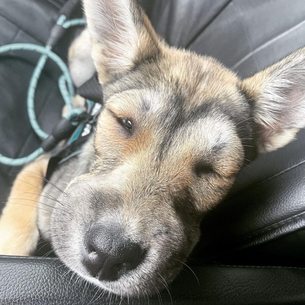 Cachorro com o focinho inchado picado por abelha