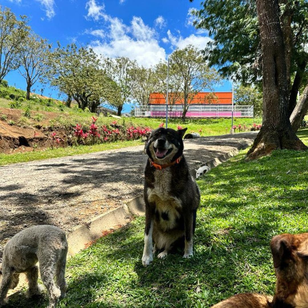 Cachorro preto e branco sentado na grama