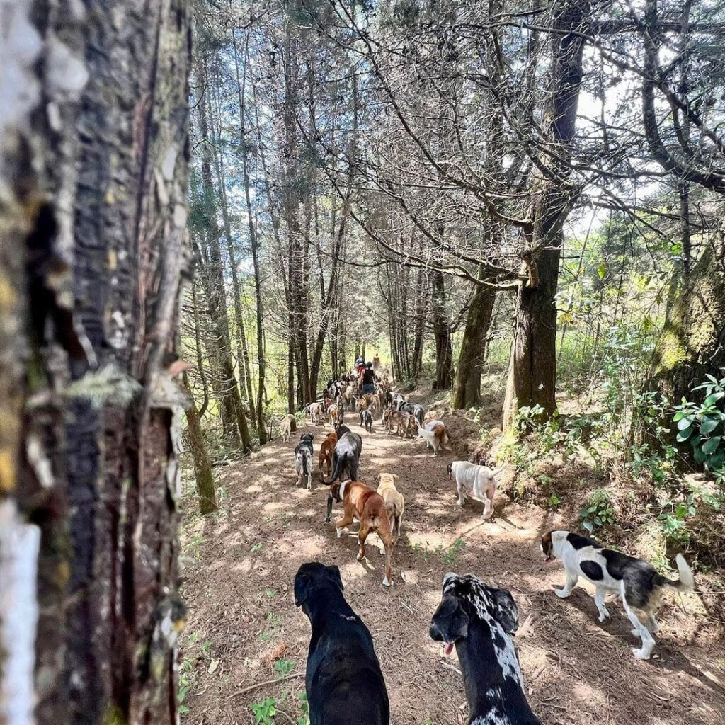 Cachorros caminhando entre as arvores