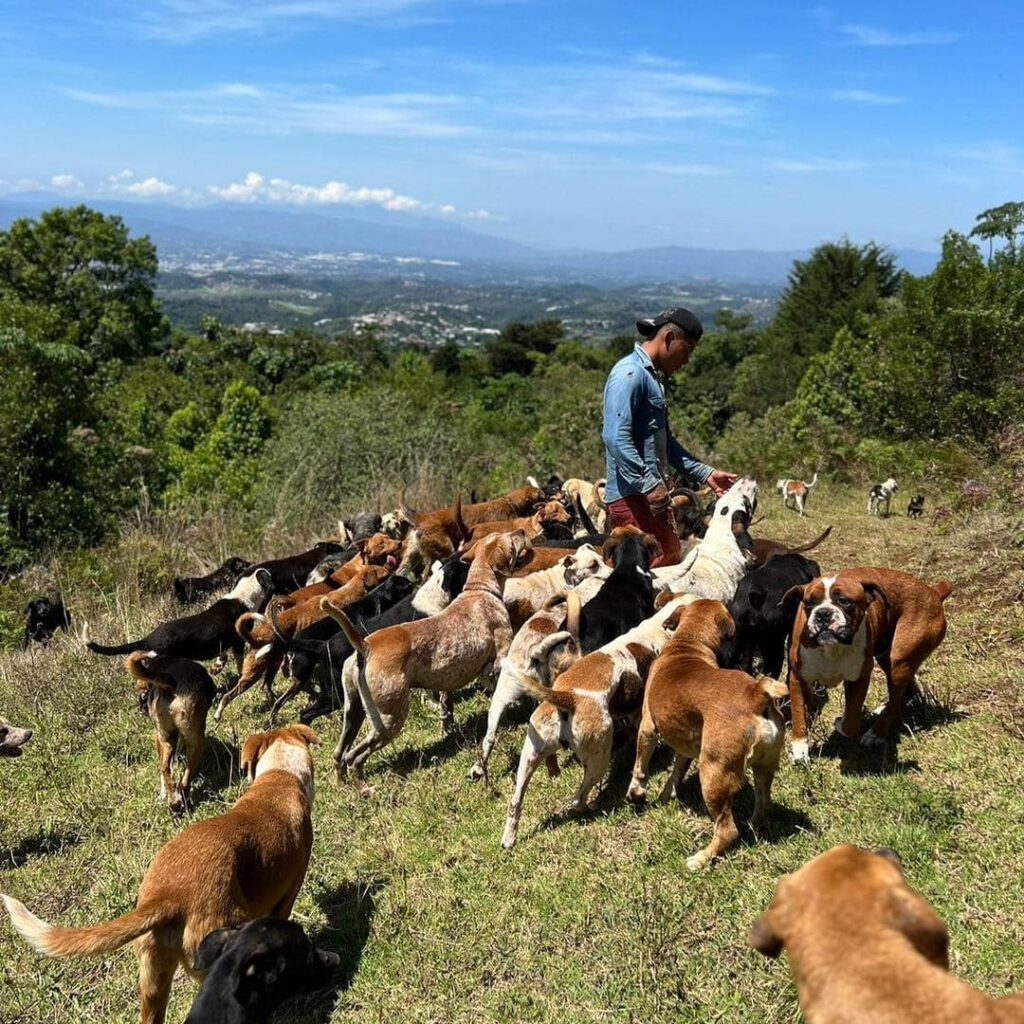 Homem alimentando cachorros no Território de Zaguates